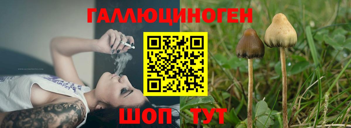 Псилоцибиновые грибы мицелий Ногинск